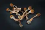 Mushrooms (Magic)