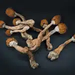 Mushrooms (Magic)