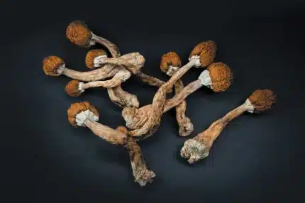 Mushrooms (Magic)