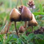 Mushrooms (Magic) - Image 2