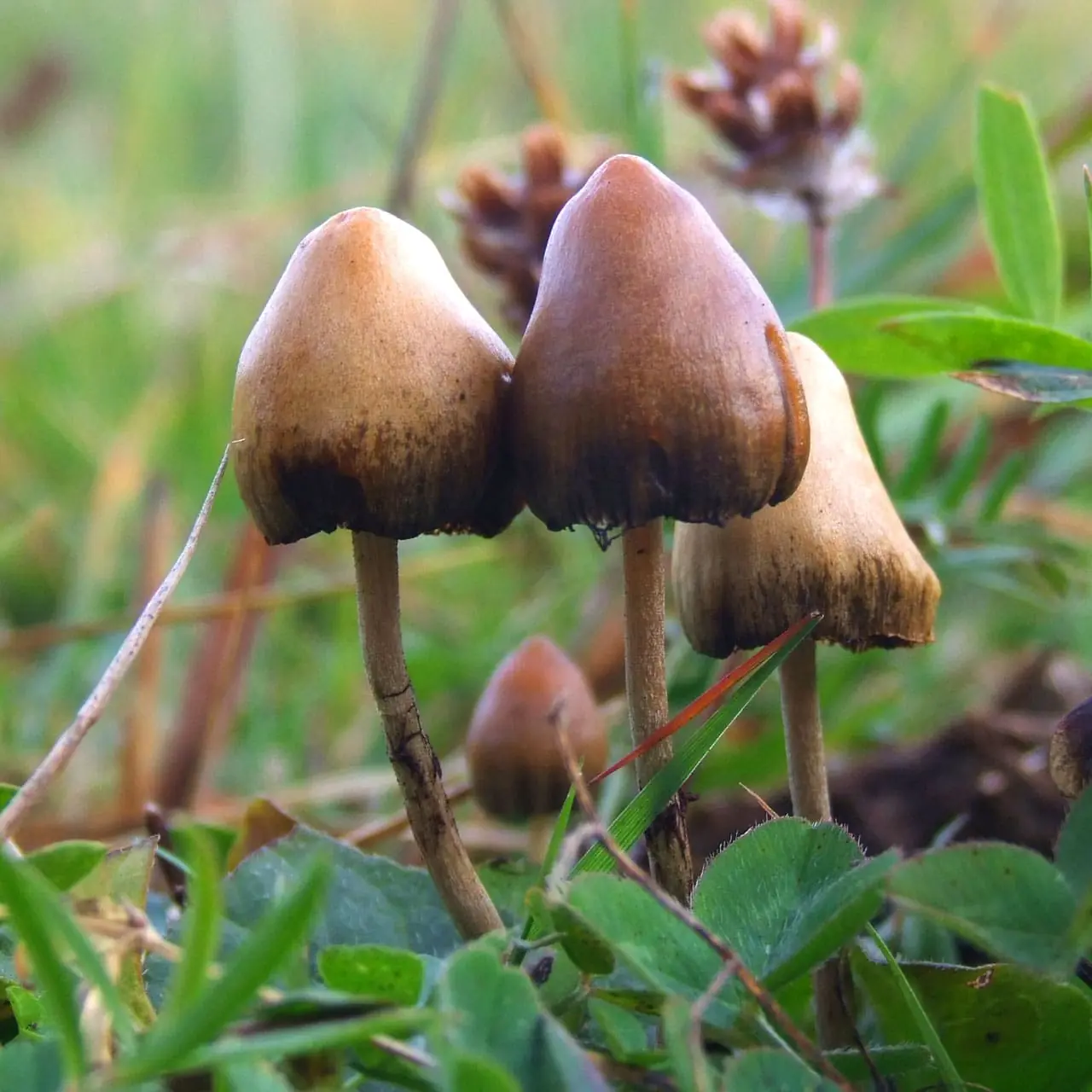 Mushrooms (Magic) - Image 2