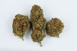 Marijuana: Cannabis sativa or Cannabis indica