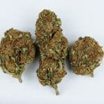 Marijuana: Cannabis sativa or Cannabis indica