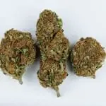Marijuana: Cannabis sativa or Cannabis indica
